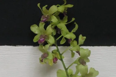Pale yellow orchid on black and white, Singapore