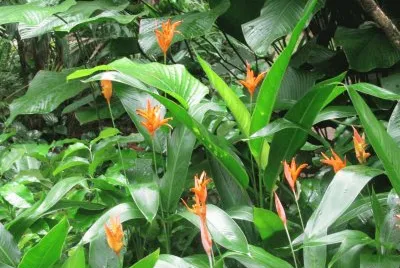 Orange heliconias, Singapore