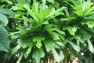 Speckled green leaves, Singapore jigsaw puzzle