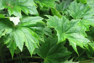 Starshaped green leaves, Singapore jigsaw puzzle