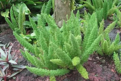 Green foxtails plants, Singapore jigsaw puzzle