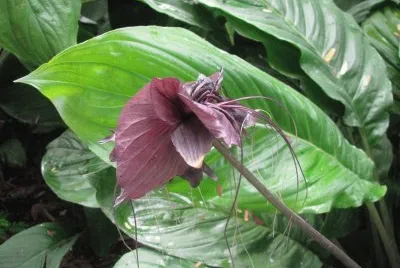 Black flower, Singapore