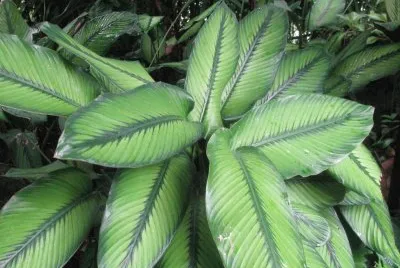 Green stripes plant, Singapore