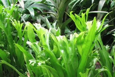 Sunlight on tall green leaves, Singapore jigsaw puzzle