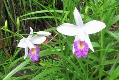 White and purple trumpet-like orchid, Singapore jigsaw puzzle