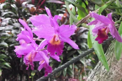 Bright purple orchid, Singapore jigsaw puzzle
