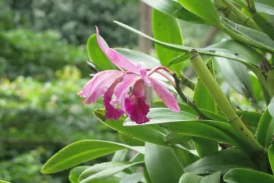 Pink orchid, Singapore jigsaw puzzle