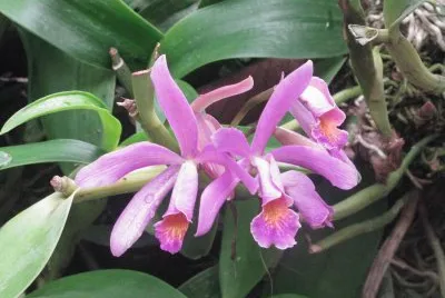 Pinky purple orchid, Singapore jigsaw puzzle