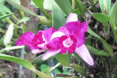 Hot pink orchid, Singapore jigsaw puzzle