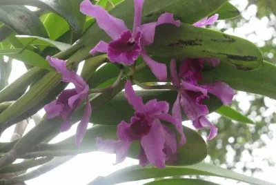 Black-purple orchids backlit, Singapore jigsaw puzzle