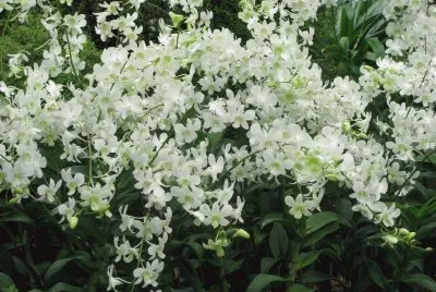 Mass or white orchids, Singapore jigsaw puzzle