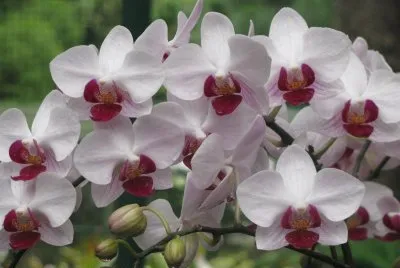 White and burgundy orchids, Singapore jigsaw puzzle
