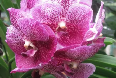 Pink speckled orchids close-up, Singapore jigsaw puzzle