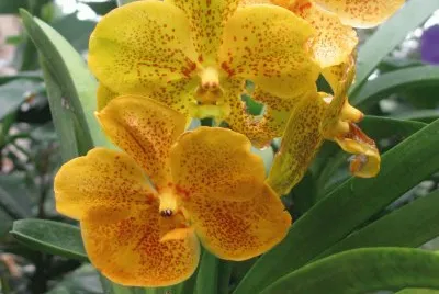 Orange orchid, Singapore jigsaw puzzle