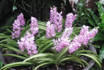 Pale pink orchids, Singapore jigsaw puzzle