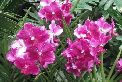 Dark pink orchids, Singapore jigsaw puzzle