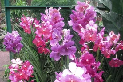 Pink and purple orchids, Singapore jigsaw puzzle