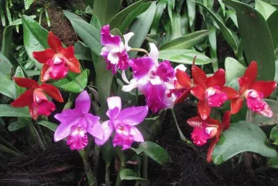 Red and purple orchids, Singapore jigsaw puzzle