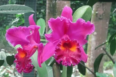 Dark pink and orange orchids, Singapore jigsaw puzzle