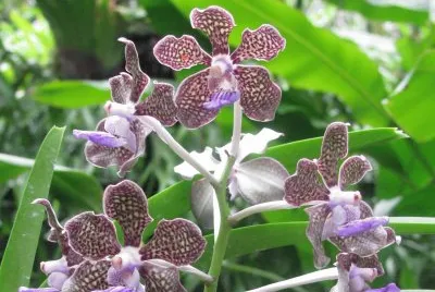 Speckly burgundy pale yellow orchids, Singapore jigsaw puzzle