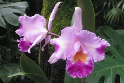 Lavender and purple orchid, Singapore jigsaw puzzle