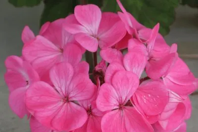 Pink hydrangea, Australia jigsaw puzzle