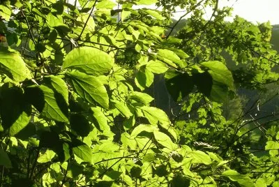 Sunlight through leaves, Germany jigsaw puzzle