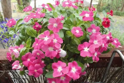 Pink flowers, Australia jigsaw puzzle