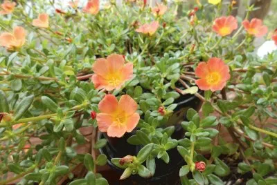 Orange flowers in a pot, Australia jigsaw puzzle