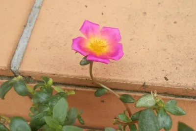 Pink succulent, Australia jigsaw puzzle