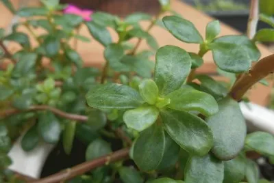 Succulent, Australia jigsaw puzzle