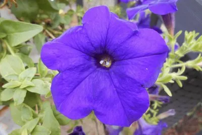 Purple begonia flower, Australia jigsaw puzzle