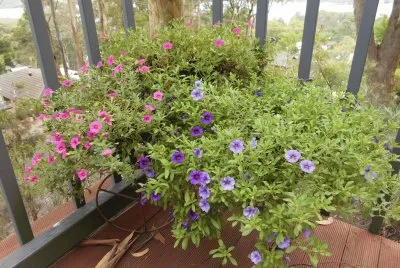 Small purple and pink flowers, Australia