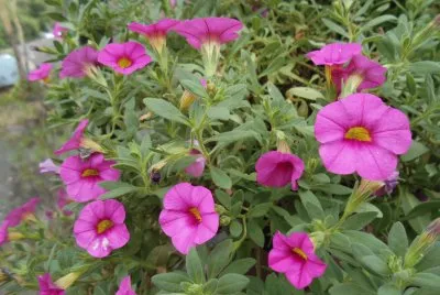 Pretty pink flowers, Australia
