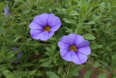 Pretty purple flowers, Australia