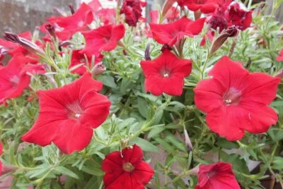 Red begonias, Australia jigsaw puzzle