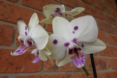 White and purple orchid, Australia jigsaw puzzle