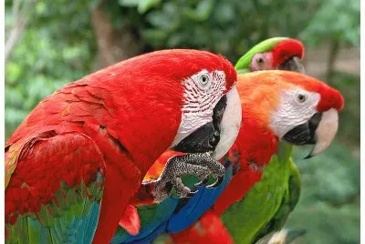 Guacamayas. Venezuela