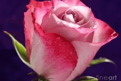 Sooo Beautiful Rose