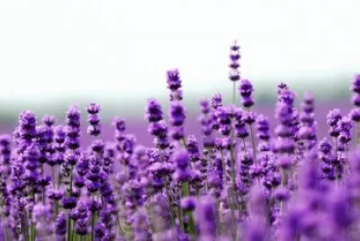 Lavanda