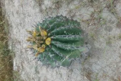 captus de los jardines de mexico.