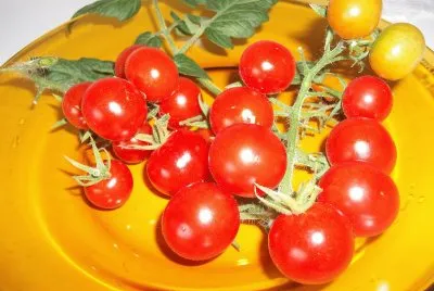 tomates
