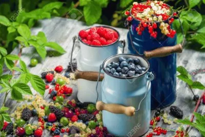 Freshly Harvested Wild Berries