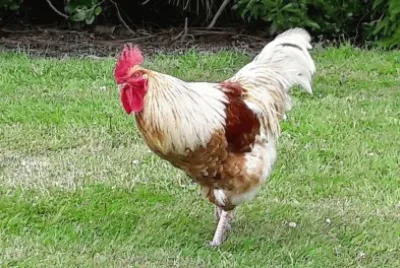 Coq de Nouvelle ZÃ©lande