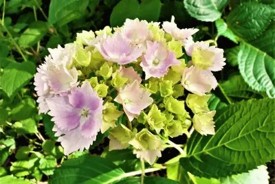 Hydrangea - jardin botanique Wellington