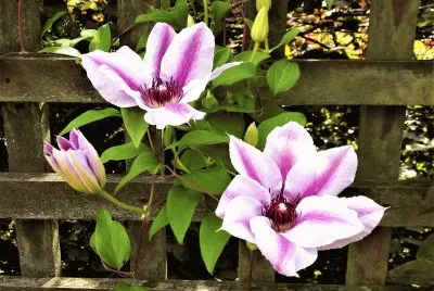 ClÃ©matite - Parc d 'Invercargill