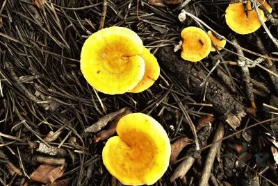 Champignons - La Palmyre