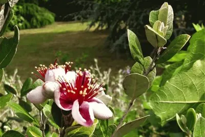 Feijoa