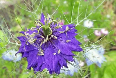 Nigelle de Damas