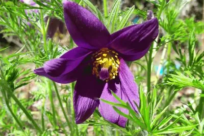 AnÃ©mone Pulsatille